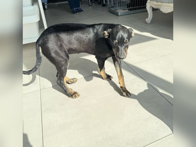 Betty - lebhafte, aktive, freundliche junge Hündin / z.Zt. noch in Rumänien