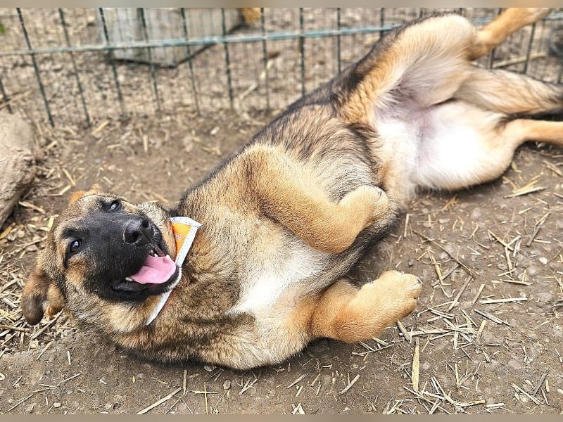 Cleo - freundliche, aktive, anhängliche Schäferhund Mix Hündin / z.Zt. noch in Rumänien
