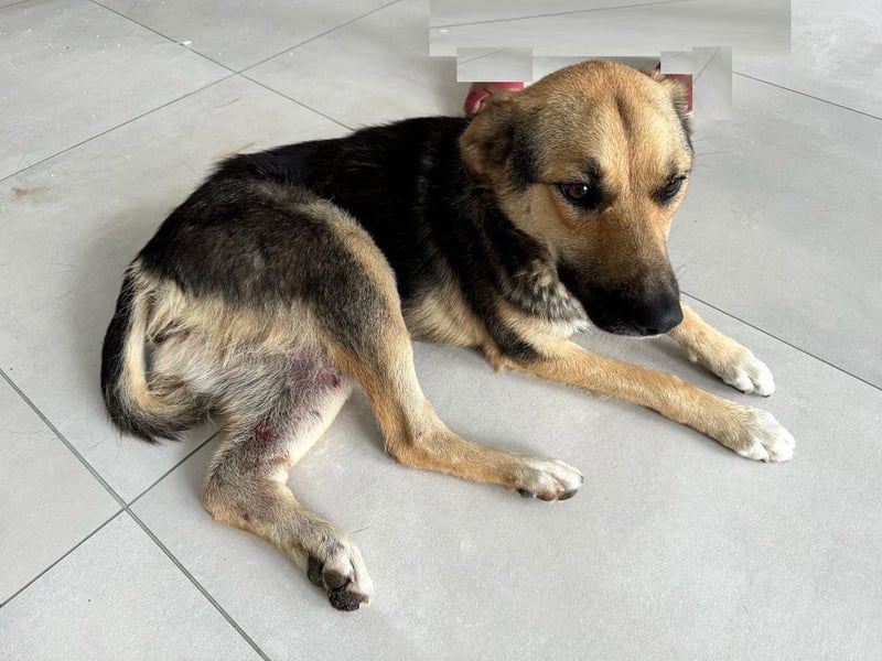 Emma - liebe, soziale, katzenverträgliche Schäferhundmix-Hündin mit Handicap / noch in Rumänien