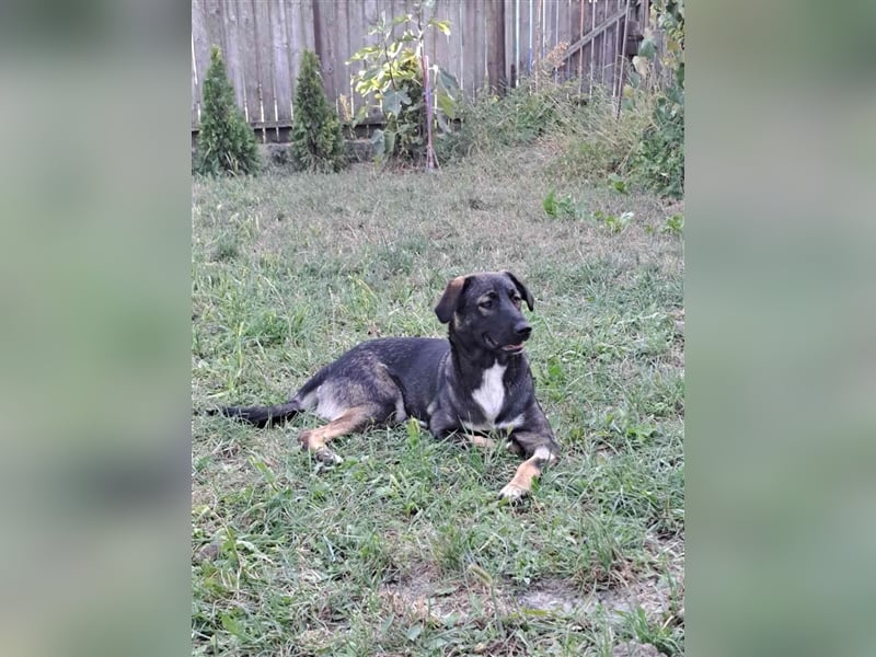 Mara - freundliche, liebe Schäferhundmix Junghündin / z.Zt. noch in Rumänien