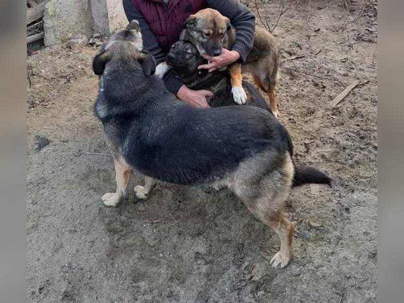 Mara - freundliche, liebe Schäferhund Mix Hündin / z.Zt. noch in Rumänien
