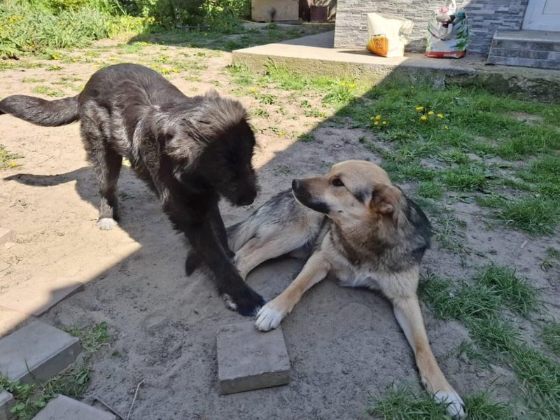Emma - liebe, soziale, katzenverträgliche Schäferhundmix-Hündin mit Handicap / noch in Rumänien