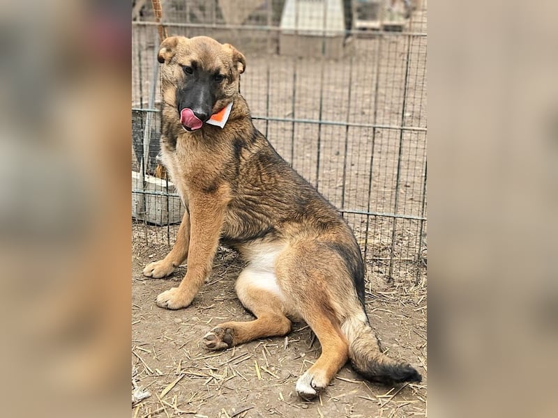 Cleo - freundliche, aktive, anhängliche Schäferhund Mix Hündin / z.Zt. noch in Rumänien