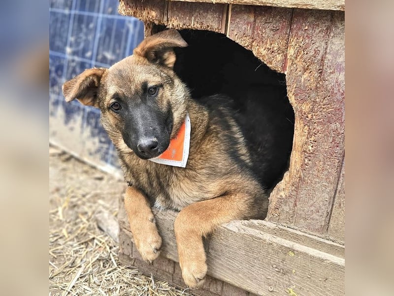 Cleo - freundliche, aktive, anhängliche Schäferhund Mix Hündin / z.Zt. noch in Rumänien