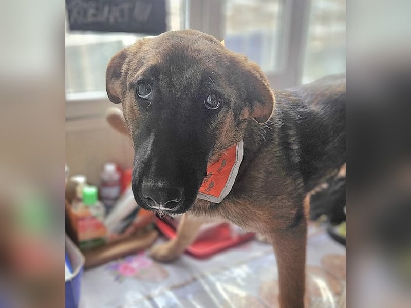 Cleo - freundliche, aktive, anhängliche Schäferhund Mix Hündin / z.Zt. noch in Rumänien