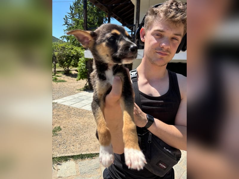 Kleiner Schatz Mo sucht liebevolles Zuhause