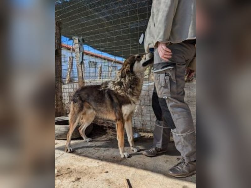 Kyra - freundliche junge Hündin