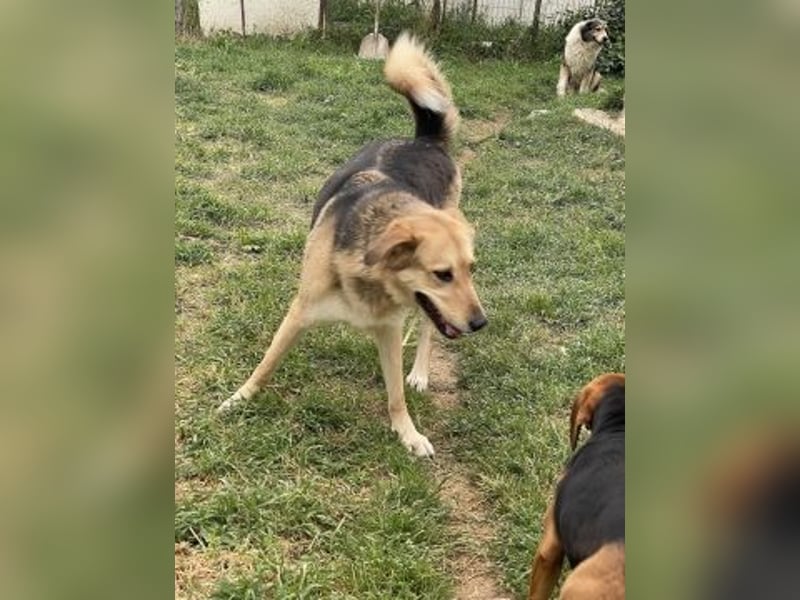 Flitzemaus Nelly - super lieb, verträglich und sportlich