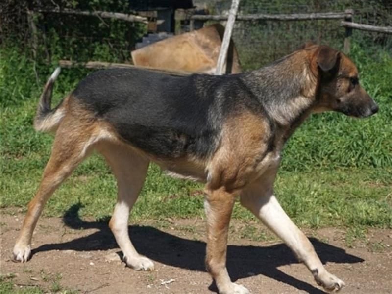 Malena - ein Herz auf vier Pfoten sucht ein Zuhause
