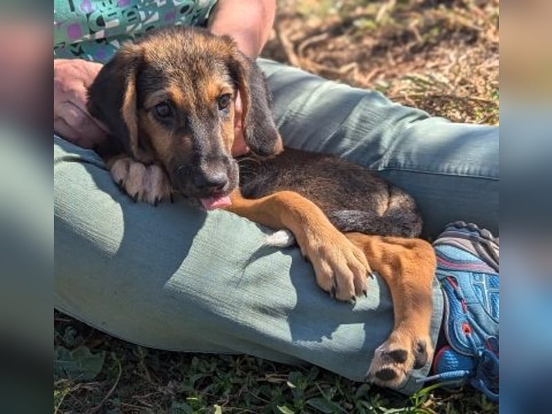 Ruby - ein Herz auf 4 Pfoten