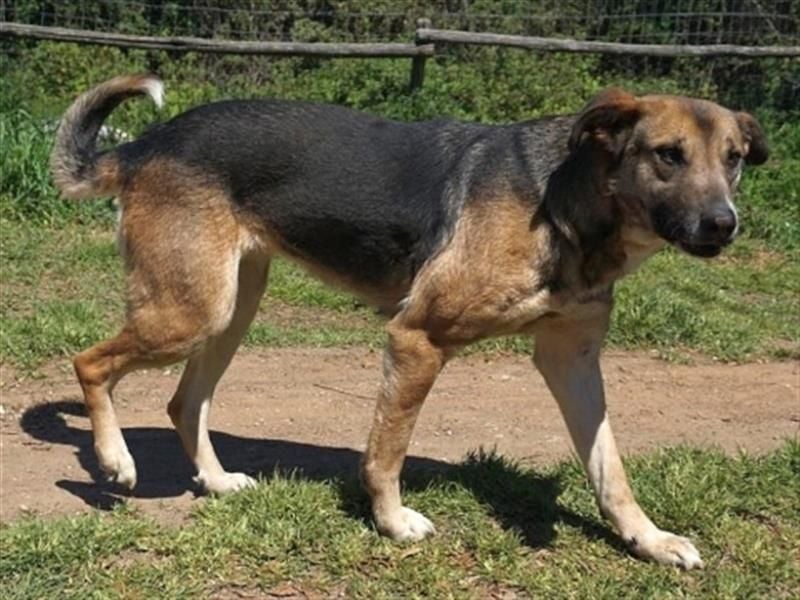 Malena - ein Herz auf vier Pfoten sucht ein Zuhause