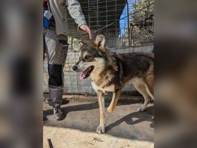 Kyra - freundliche junge Hündin