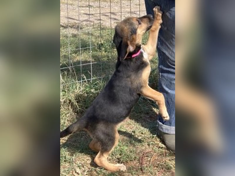 Ruby - ein Herz auf 4 Pfoten