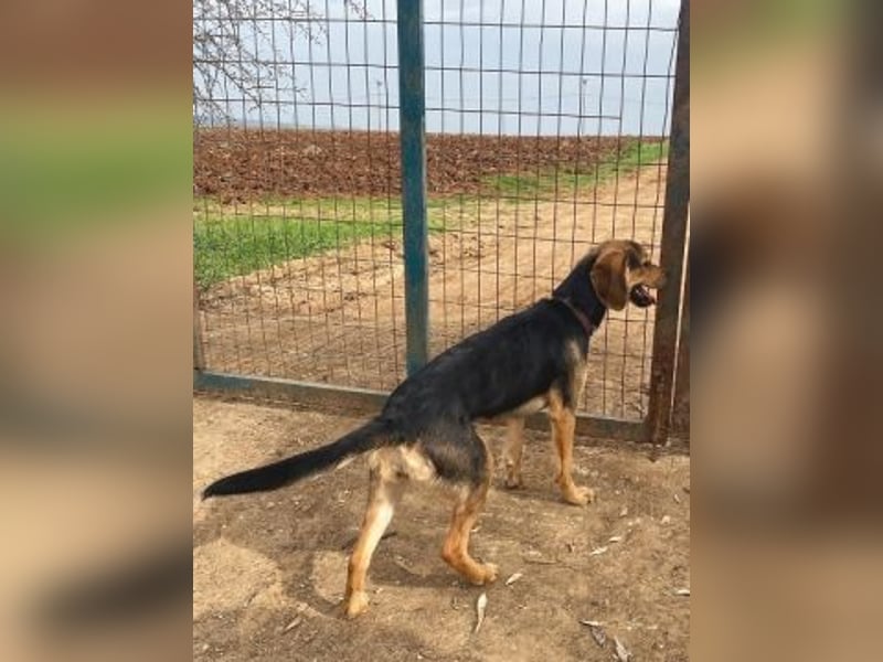 Katia-fröhliche Junghündin, Brackenmix