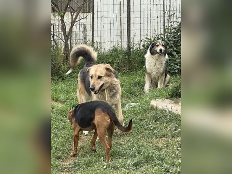 Flitzemaus Nelly - super lieb, verträglich und sportlich
