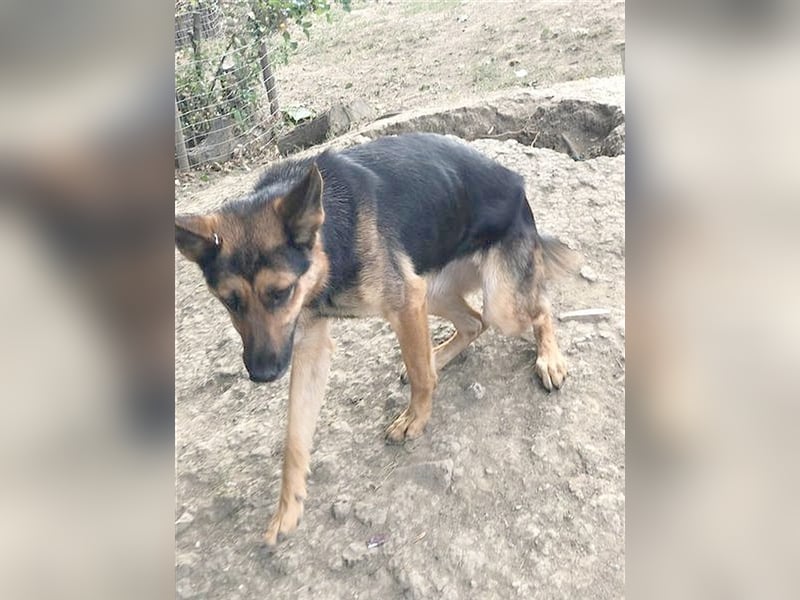 VIKI, eine Traummaus. Der  ideale Familienhund