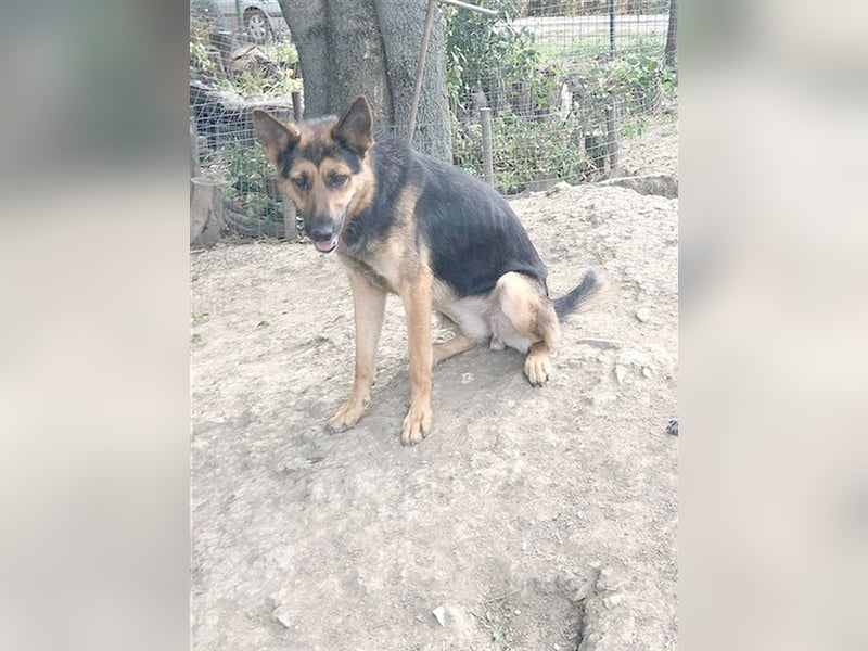 VIKI, eine Traummaus. Der  ideale Familienhund