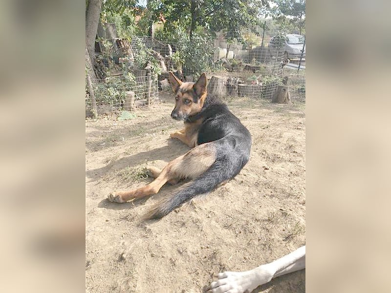 VIKI, eine Traummaus. Der  ideale Familienhund