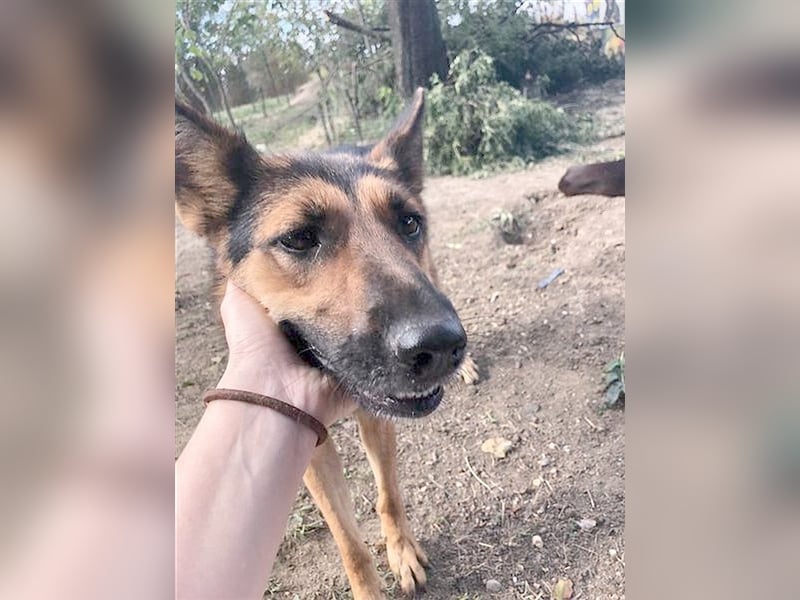 VIKI, eine Traummaus. Der  ideale Familienhund