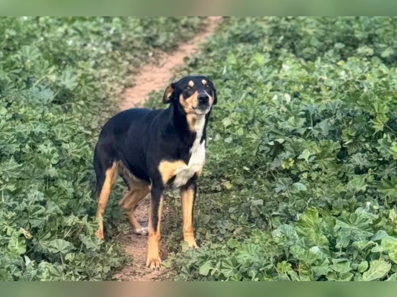 freundliche, hübsche Hundedame sucht geeignetes Zuhause