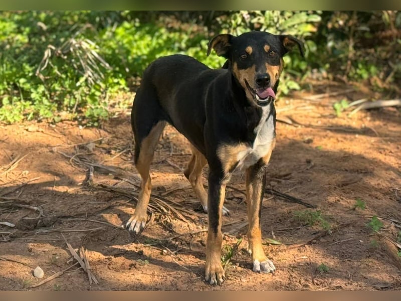 freundliche, hübsche Hundedame sucht geeignetes Zuhause