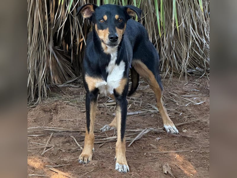 freundliche, hübsche Hundedame sucht geeignetes Zuhause