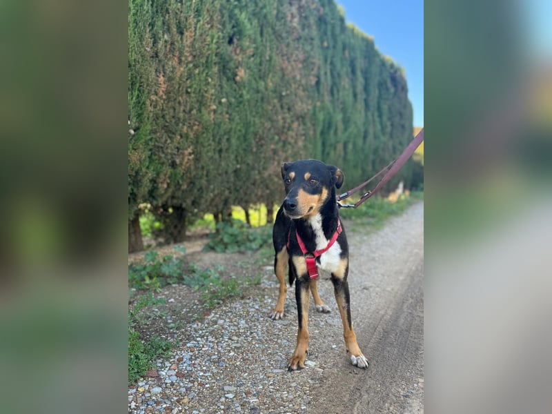 freundliche, hübsche Hundedame sucht geeignetes Zuhause