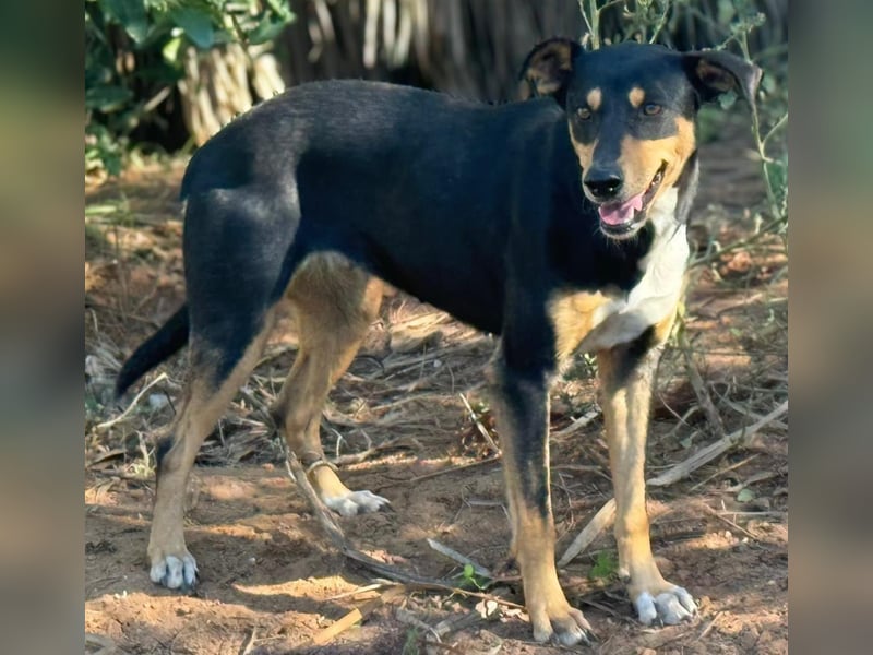freundliche, hübsche Hundedame sucht geeignetes Zuhause