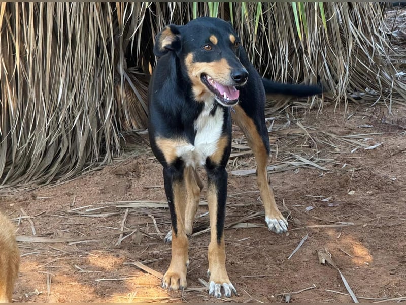 freundliche, hübsche Hundedame sucht geeignetes Zuhause
