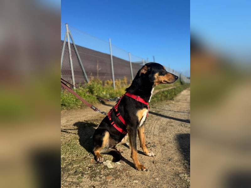 freundliche, hübsche Hundedame sucht geeignetes Zuhause