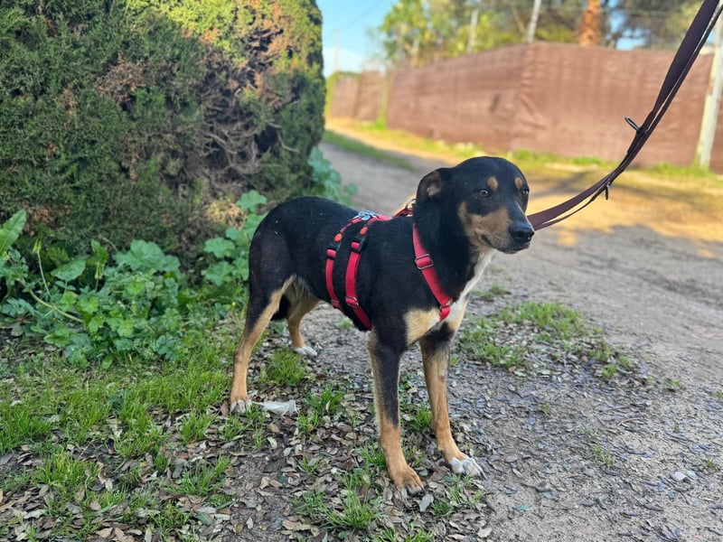 freundliche, hübsche Hundedame sucht geeignetes Zuhause