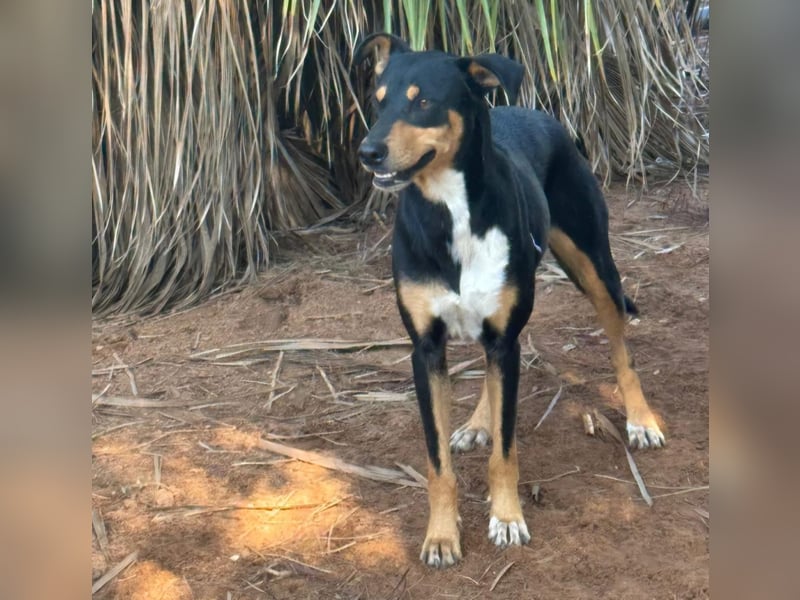 freundliche, hübsche Hundedame sucht geeignetes Zuhause