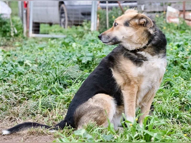 Gina, liebenswerte Mischlingsdame, ca. 10 Jahre, ca. 52 cm, 30kg