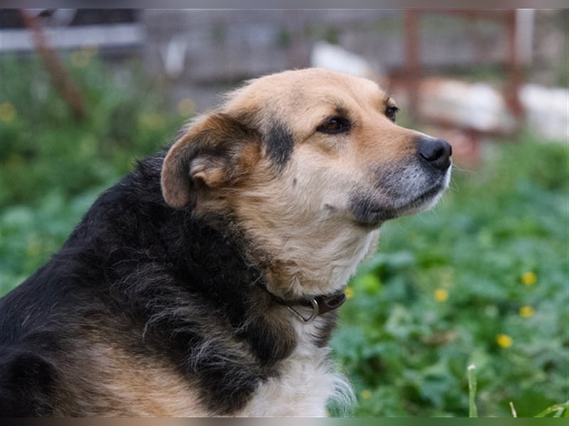 Gina, liebenswerte Mischlingsdame, ca. 10 Jahre, ca. 52 cm, 30kg