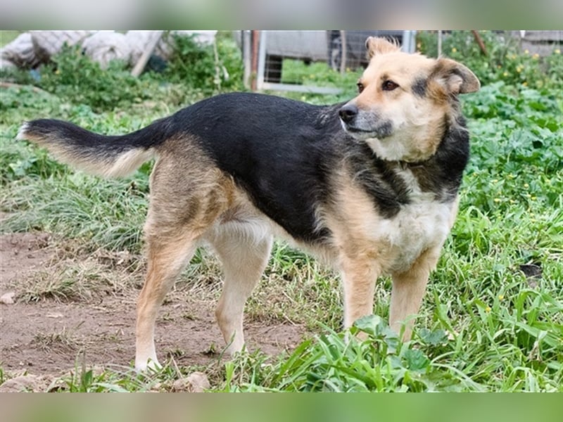 Gina, liebenswerte Mischlingsdame, ca. 10 Jahre, ca. 52 cm, 30kg