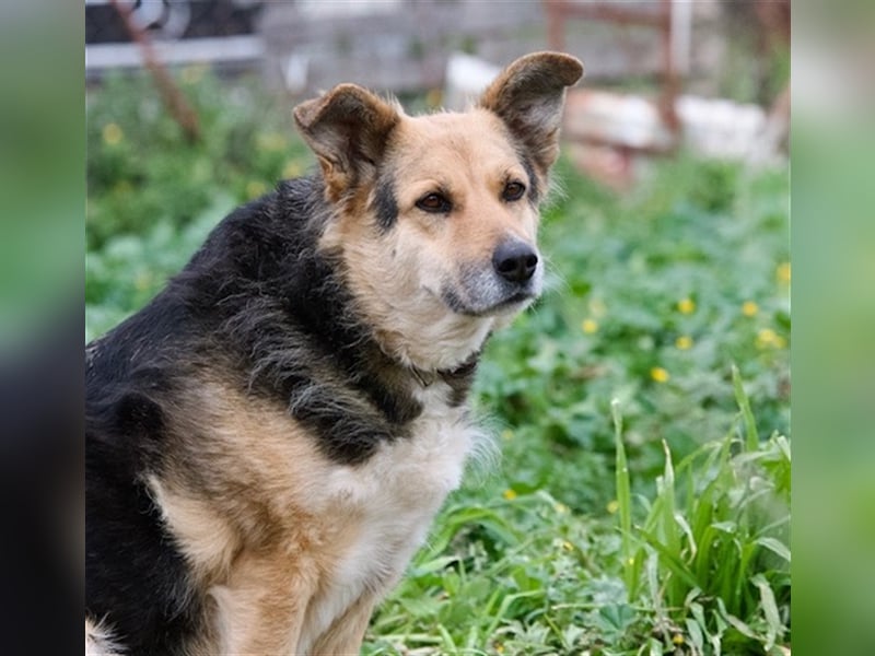 Gina, liebenswerte Mischlingsdame, ca. 10 Jahre, ca. 52 cm, 30kg
