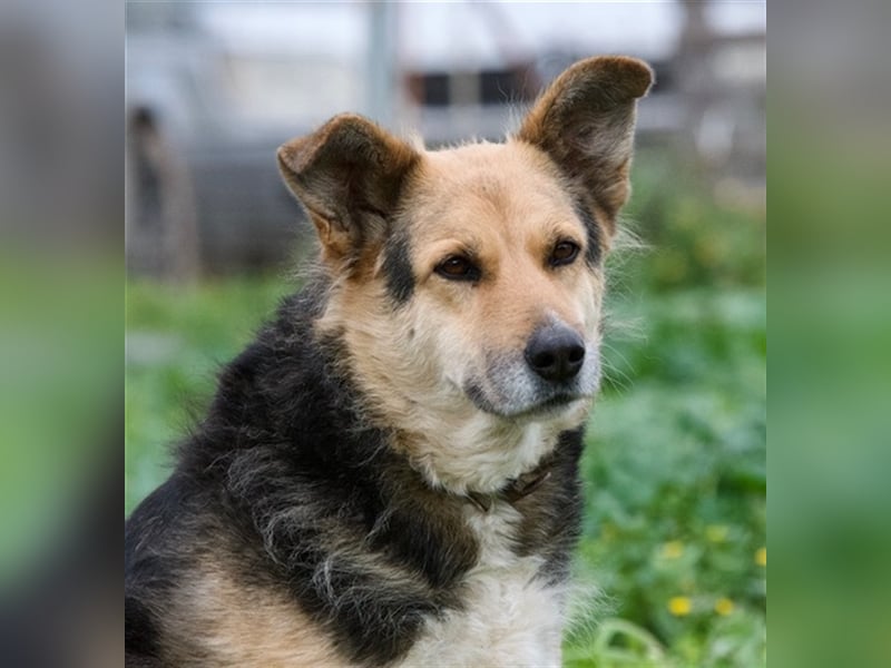 Gina, liebenswerte Mischlingsdame, ca. 10 Jahre, ca. 52 cm, 30kg