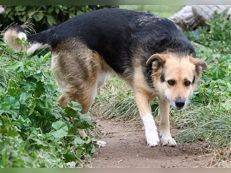 Gina, liebenswerte Mischlingsdame, ca. 10 Jahre, ca. 52 cm, 30kg