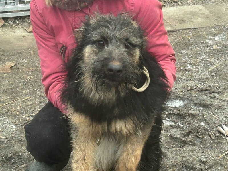 Paula, neu im Tierheim