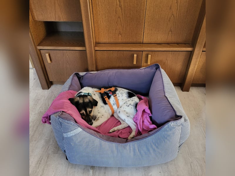 Hübsche Bella sucht ein Zuhause