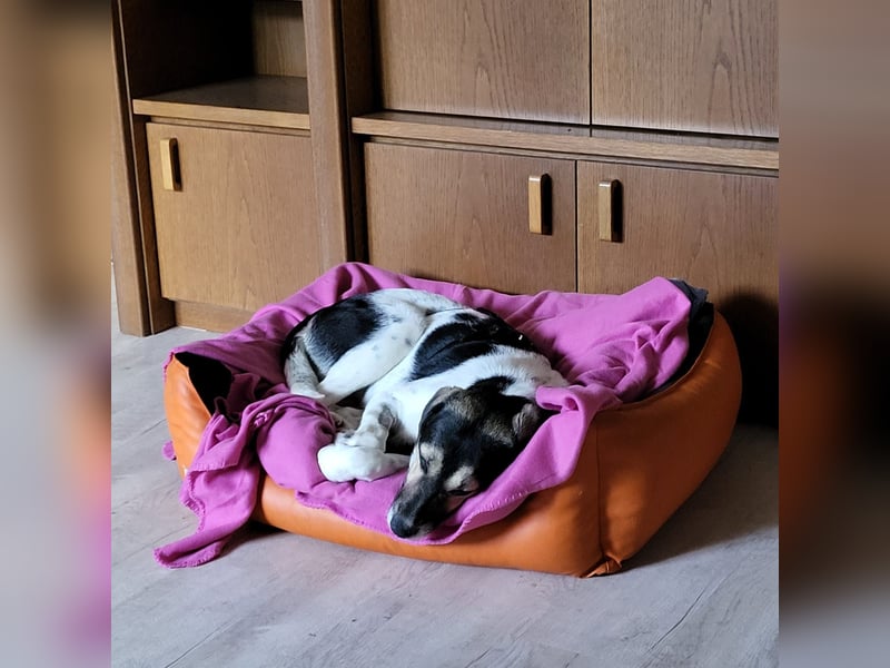 Hübsche Bella sucht ein Zuhause
