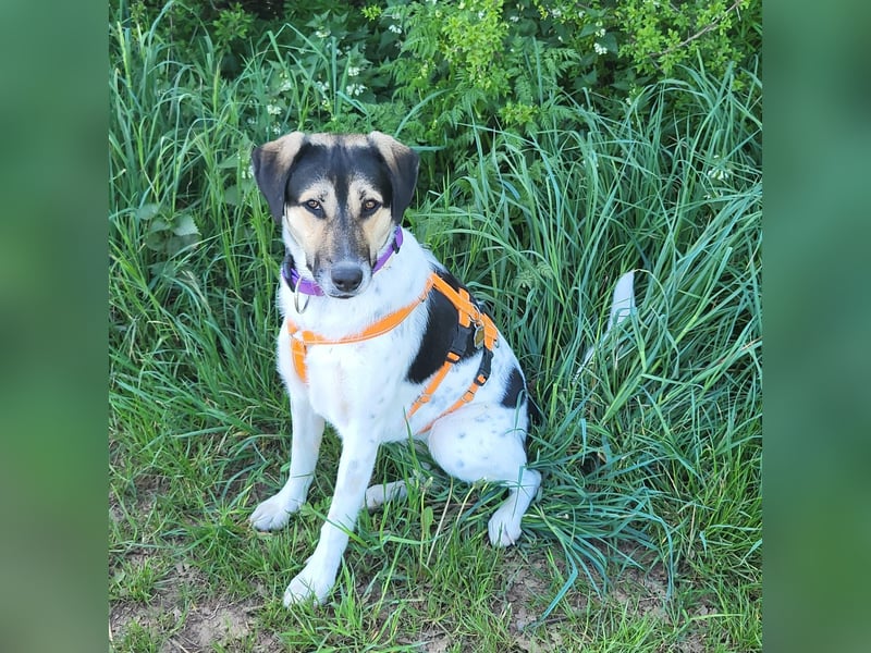 Hübsche Bella sucht ein Zuhause