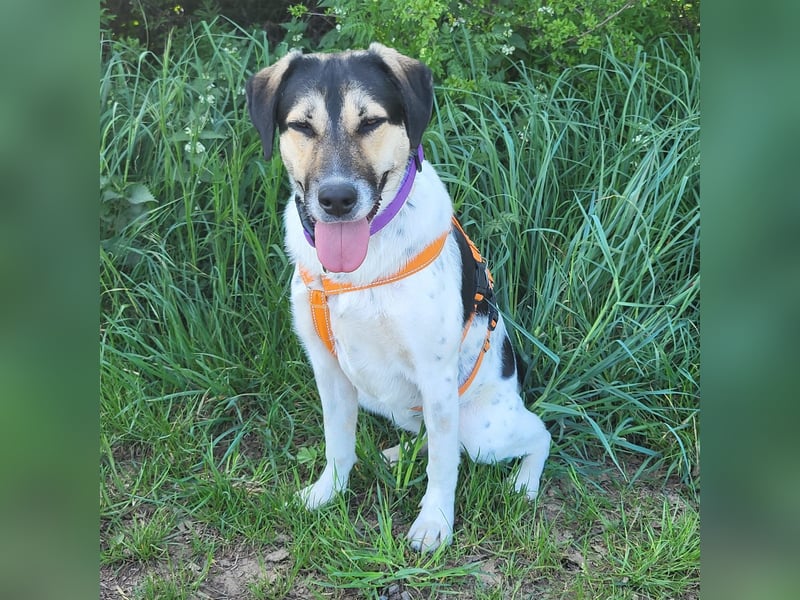 Hübsche Bella sucht ein Zuhause