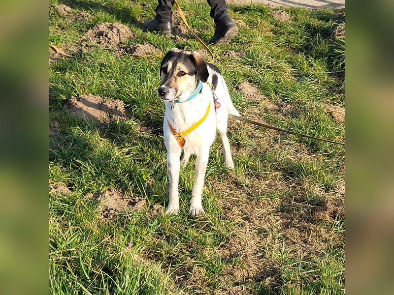 Hübsche Bella sucht ein Zuhause