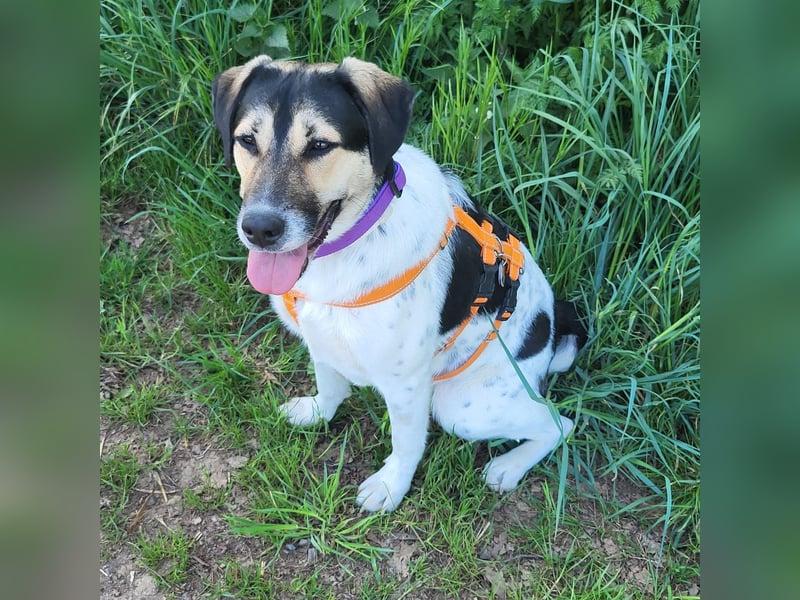 Hübsche Bella sucht ein Zuhause
