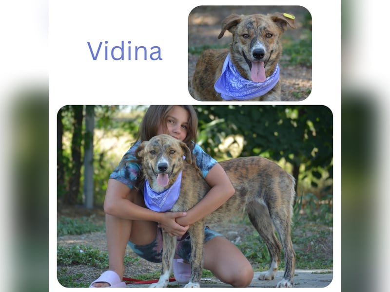 Vidina