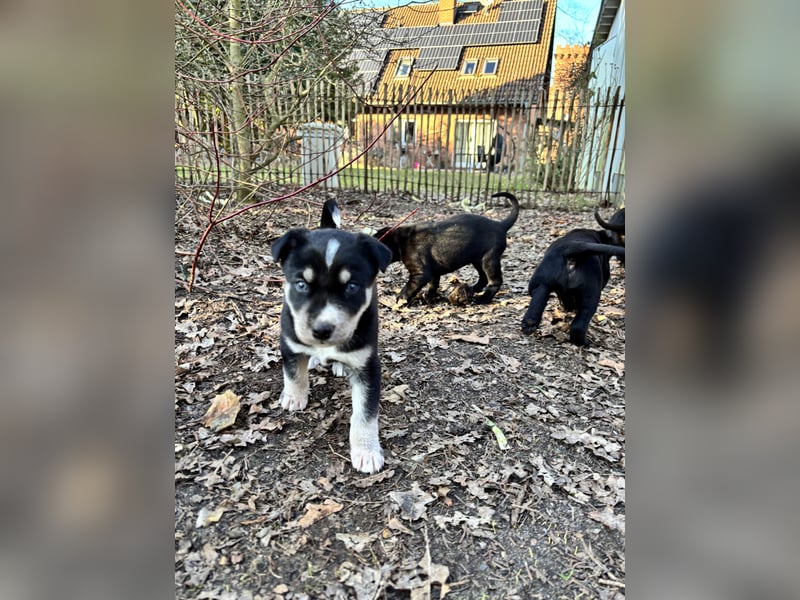 Vizslador x Schäferhund Mischling in ein liebevolles Zuhause abzugeben