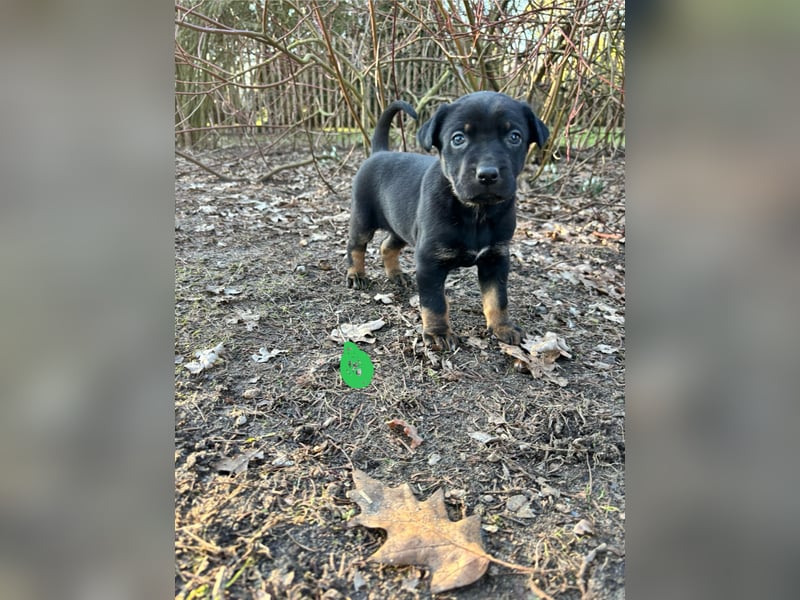 5 bezaubernde Vizslador x Schäferhund Welpen suchen ein liebevolles Zuhause!