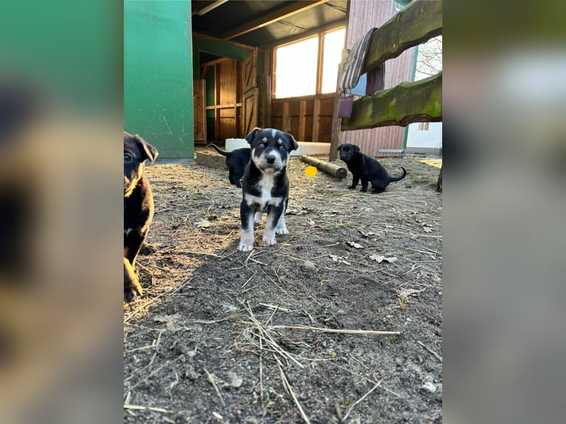Vizslador x Schäferhund Mischling in ein liebevolles Zuhause abzugeben
