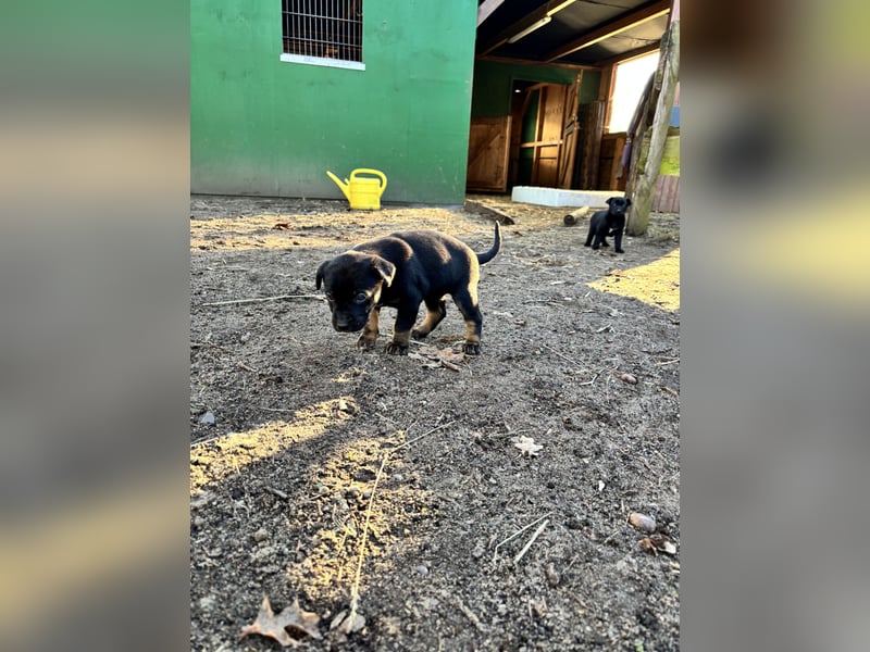 Vizslador x Schäferhund Mischling in ein liebevolles Zuhause abzugeben